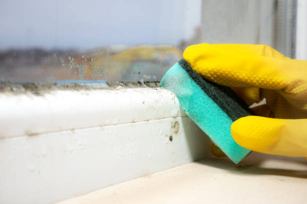 Best Mold Cleaning Services  in Bright, IN