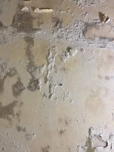 Home Mold Removal in Bright, IN