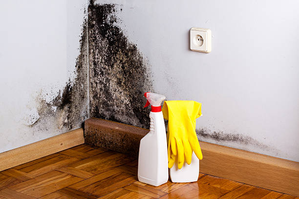 Best Office Mold Removal Services  in Bright, IN